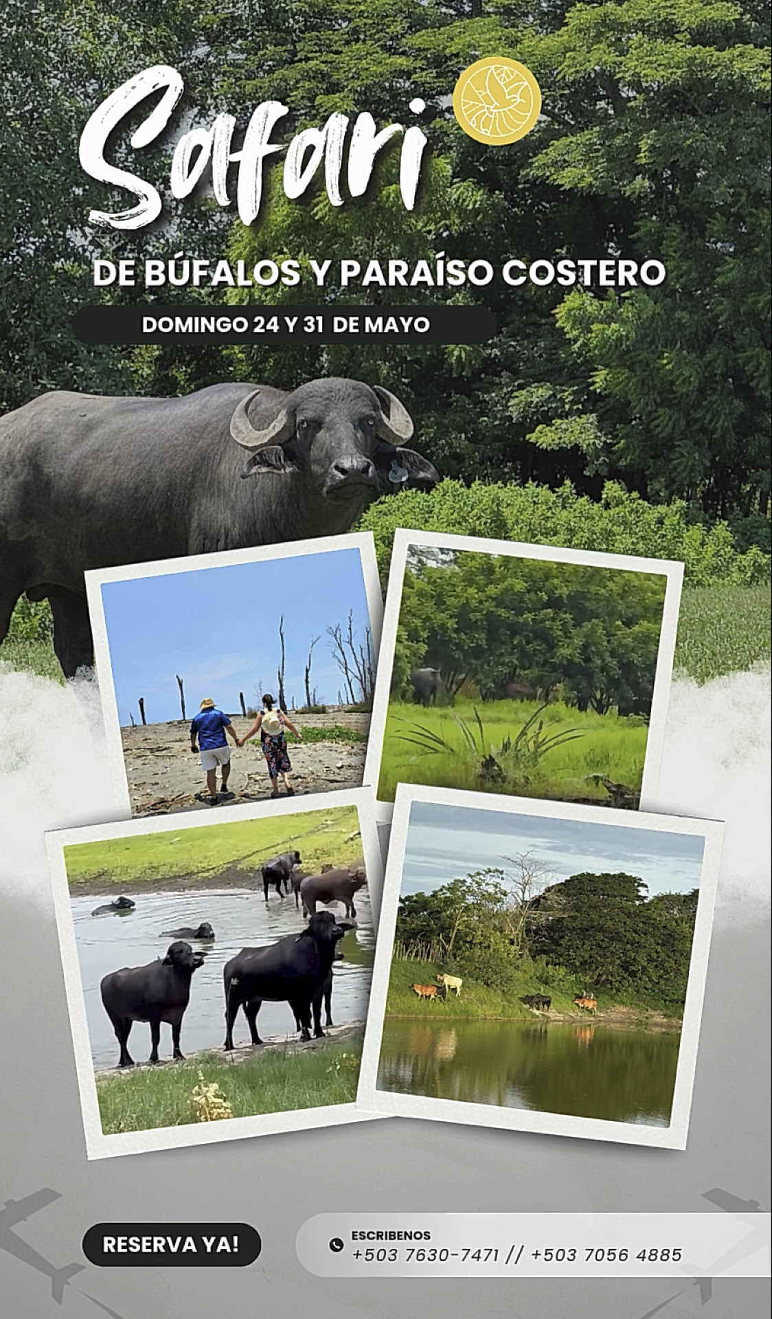 Safari de Búfalos y... !!