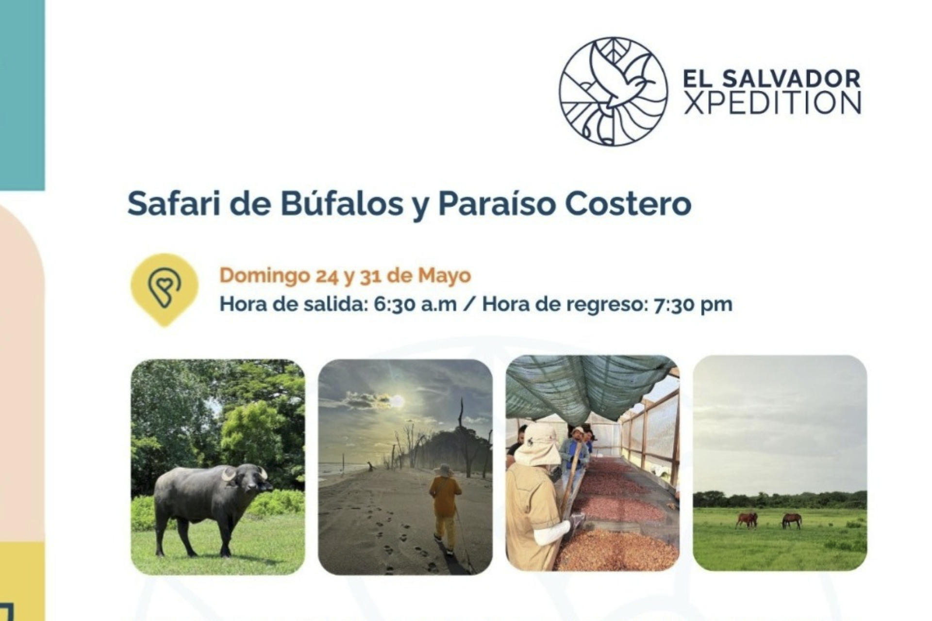 Safari de Búfalos y... !!
